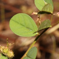 Indigofera nummulariifolia (L.) Livera ex Alston